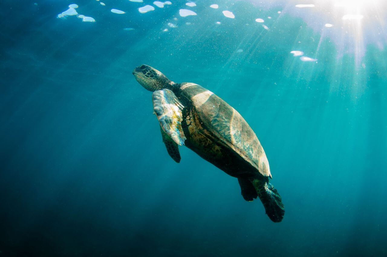 Blue Dolphin Charters - Deluxe Na Pali Coast Snorkel - Kauai Discount